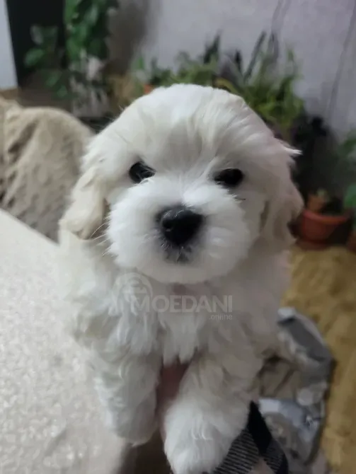Მალტიპუ/ maltipoo თბილისი - photo 1