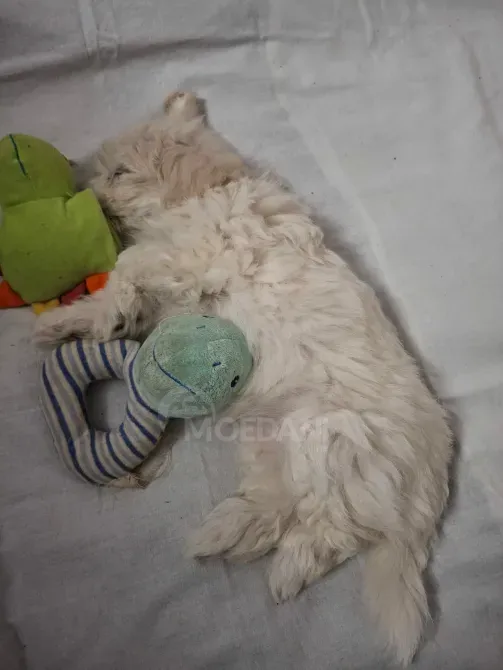 Მალტიპუ/ maltipoo თბილისი - photo 2