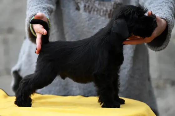 შავი მინიატურული შნაუცერის ლეკვები. თბილისი