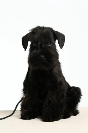 შავი მინიატურული შნაუცერის ლეკვები. თბილისი