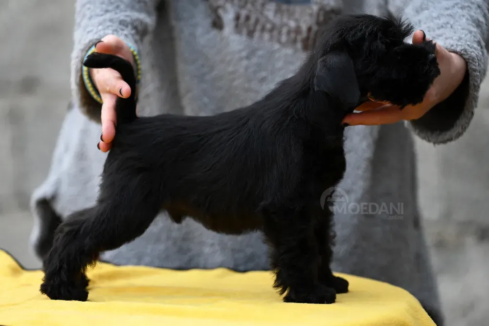 შავი მინიატურული შნაუცერის ლეკვები. თბილისი - photo 2