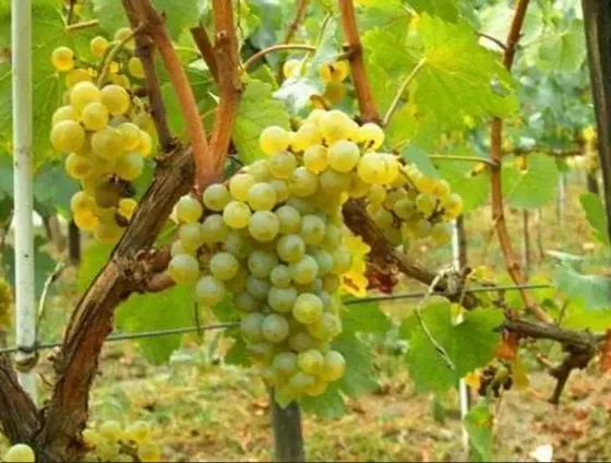 იყიდება მიწის ნაკვეთი 93908м² სიღნაღი