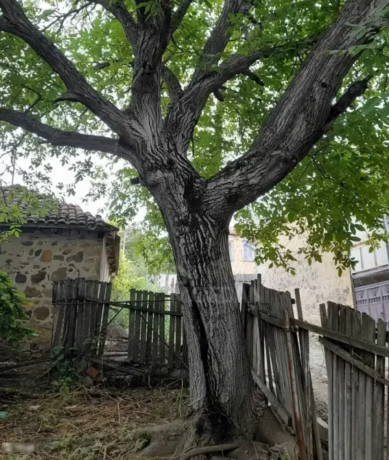 აგარაკი 464м² ხაშური - photo 4