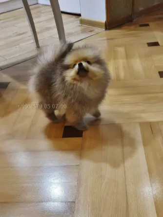 იყიდება: მდიდრული, ნამდვილი და კომპაქტური პომერანიული ძაღლი FCG/FCI გენეალოგიით. თბილისი