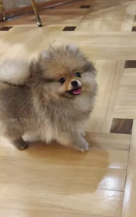 იყიდება: მდიდრული, ნამდვილი და კომპაქტური პომერანიული ძაღლი FCG/FCI გენეალოგიით. თბილისი