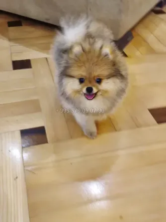 იყიდება: მდიდრული, ნამდვილი და კომპაქტური პომერანიული ძაღლი FCG/FCI გენეალოგიით. თბილისი