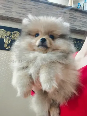 იყიდება: მდიდრული, ნამდვილი და კომპაქტური პომერანიული ძაღლი FCG/FCI გენეალოგიით. თბილისი