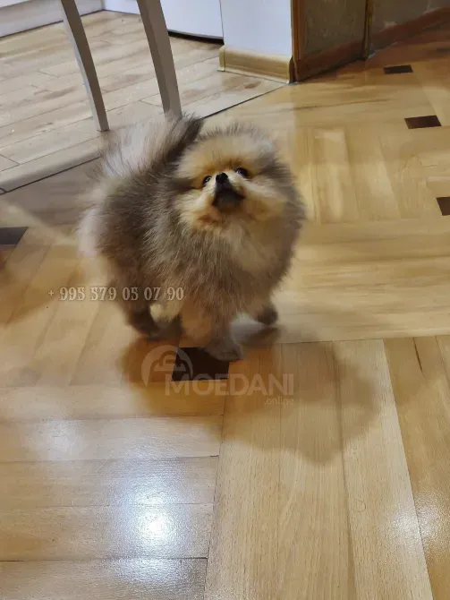 იყიდება: მდიდრული, ნამდვილი და კომპაქტური პომერანიული ძაღლი FCG/FCI გენეალოგიით. თბილისი - photo 4