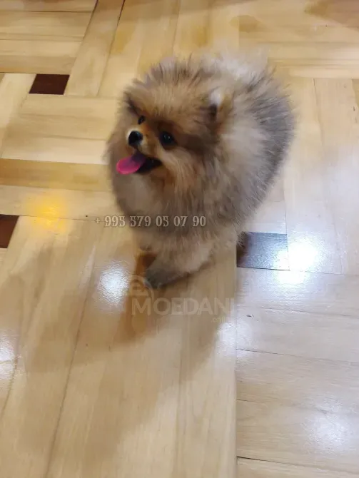 იყიდება: მდიდრული, ნამდვილი და კომპაქტური პომერანიული ძაღლი FCG/FCI გენეალოგიით. თბილისი - photo 1