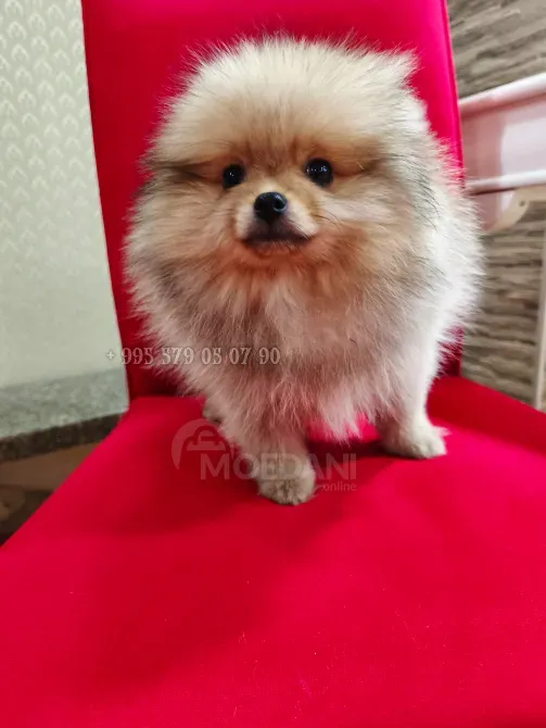 იყიდება: მდიდრული, ნამდვილი და კომპაქტური პომერანიული ძაღლი FCG/FCI გენეალოგიით. თბილისი - photo 5