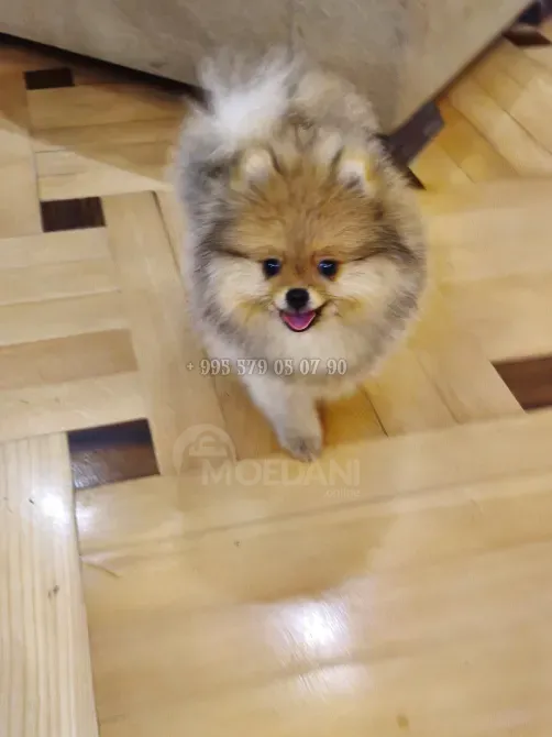იყიდება: მდიდრული, ნამდვილი და კომპაქტური პომერანიული ძაღლი FCG/FCI გენეალოგიით. თბილისი - photo 3