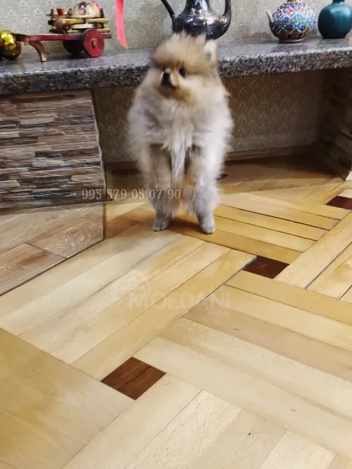 იყიდება: მდიდრული, ნამდვილი და კომპაქტური პომერანიული ძაღლი FCG/FCI გენეალოგიით. თბილისი - photo 7