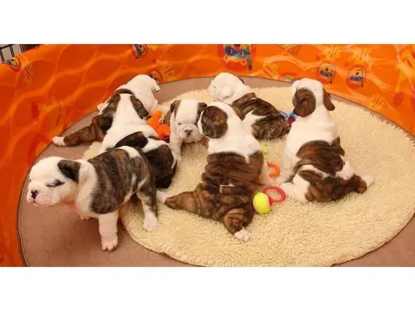 Английский бульдог на продажу თბილისი - photo 1