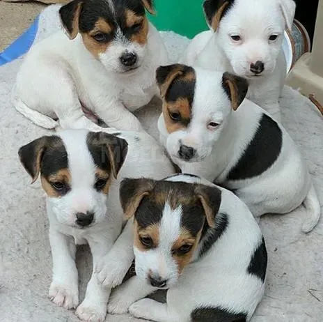 Jack-rassela puppies Tbilisi - photo 1