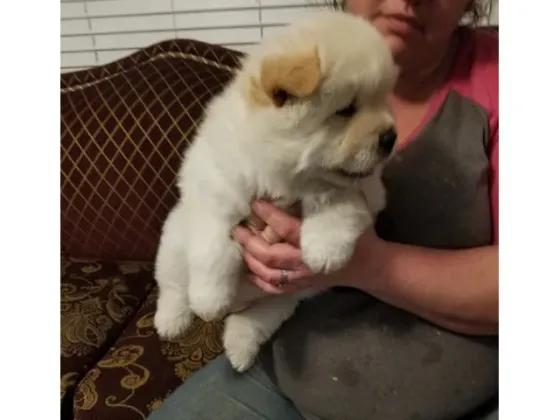 Щенки чау-чау თბილისი