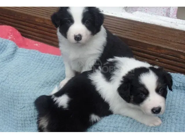 Прекрасный бордер-колли თბილისი - photo 1