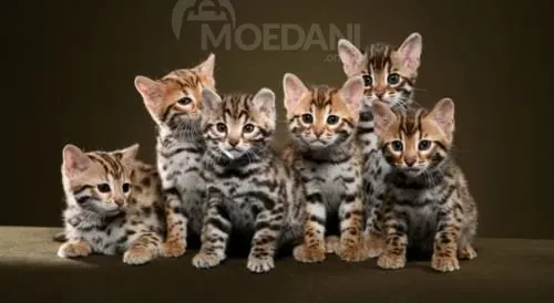 Бенгальские котята თბილისი - photo 1