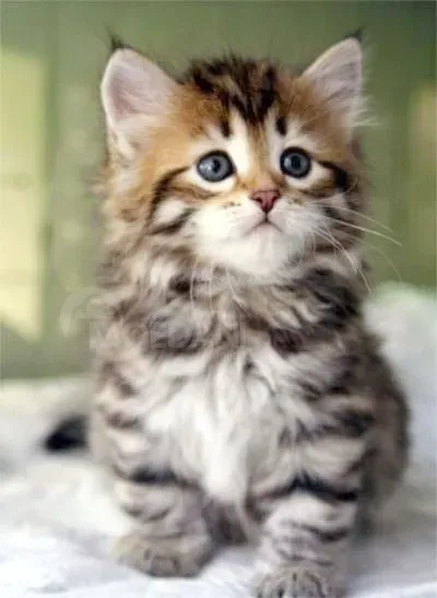 Siberian cats Tbilisi - photo 1