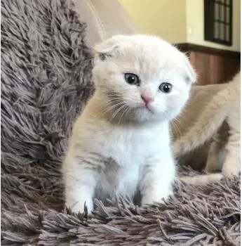 Бирманские котята. Наши самые красивые თბილისი - photo 1