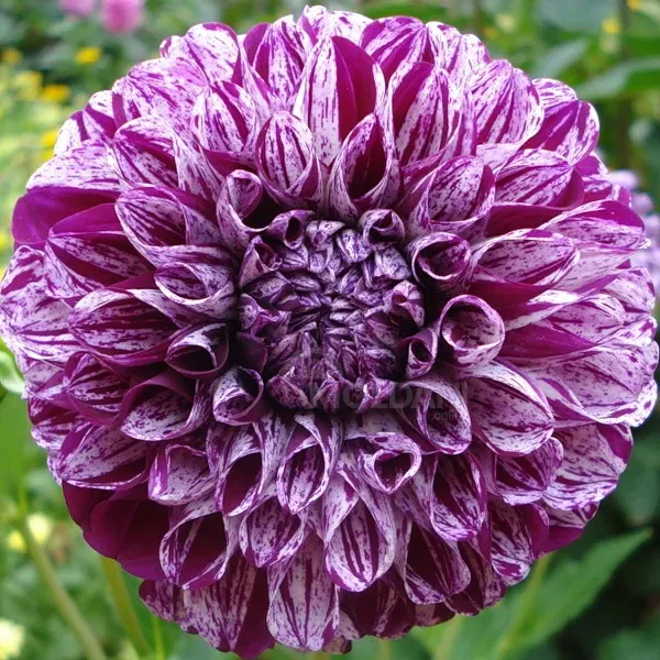 HBM Dahlia Marble ball (x1) Tbilisi - photo 1