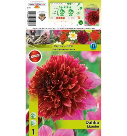 HBM STA Dahlia Mambo (x1) Тбилиси