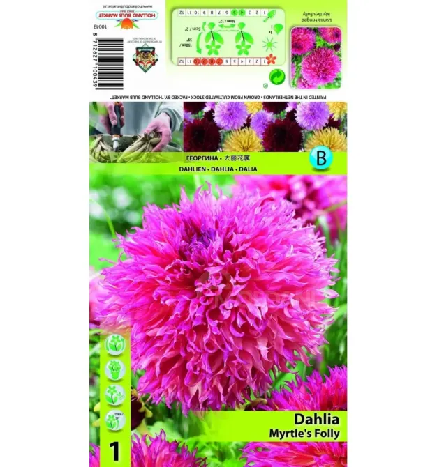Ბოლქვოვანი HBM STA Dahlia Myrtle's Folly (x1) თბილისი - photo 1