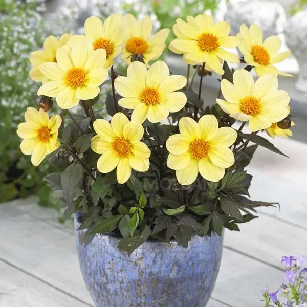 Ბოლქვოვანი HBM STA Dahlia Happy Days Lemon (x1) თბილისი - photo 1