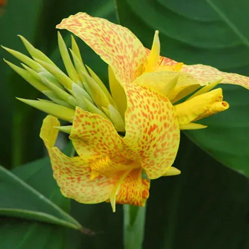 HBM BES Canna Spotted (x1) Тбилиси