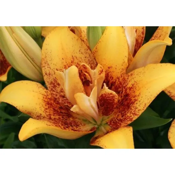 Круглая звезда HBM Capperline STA Lilium Double Nugget (x3) Тбилиси