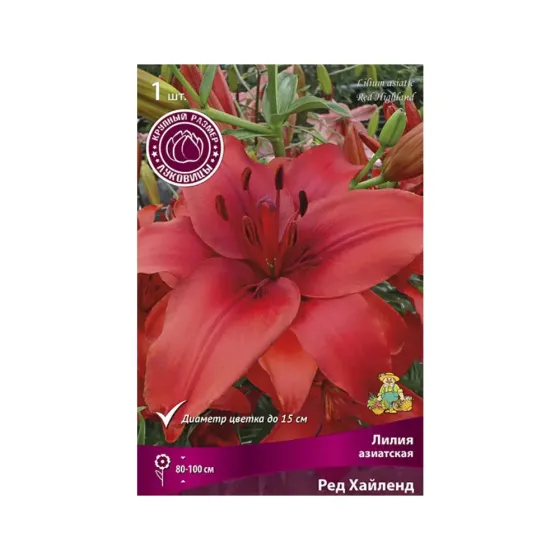 Star Capperline STA Lilium Tigrinum Splendens (x1) Тбилиси