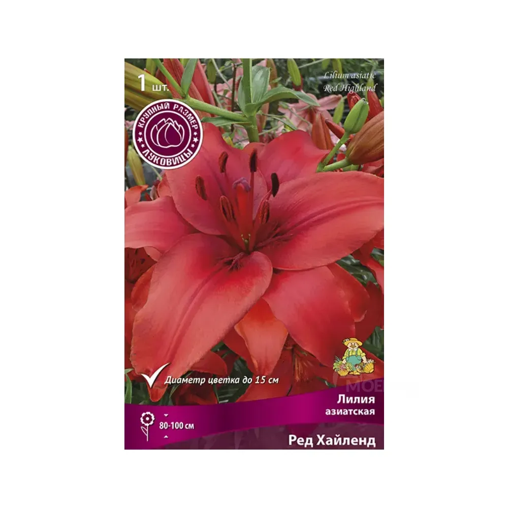 Star Capperline STA Lilium Tigrinum Splendens (x1) Тбилиси - изображение 1