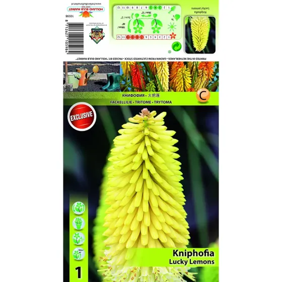 HBM Star Capperline STA Kniphofia Lucky Lemons (x1) Тбилиси