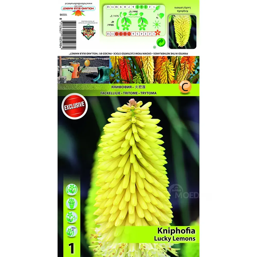 HBM Star Capperline STA Kniphofia Lucky Lemons (x1) Тбилиси - изображение 1