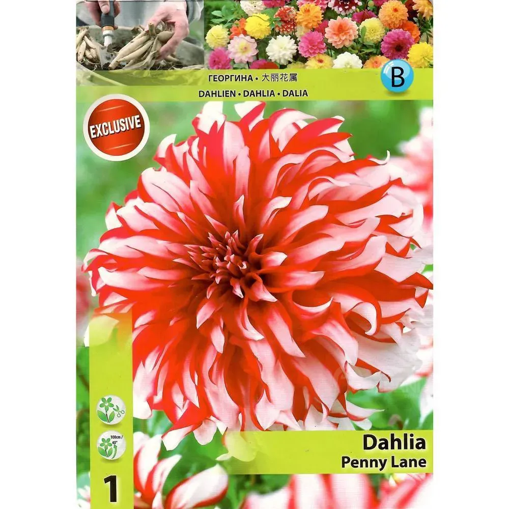 Ბოლქვოვანი HBM Star Capperline STA Dahlia Penny Lane (x1) თბილისი - photo 1