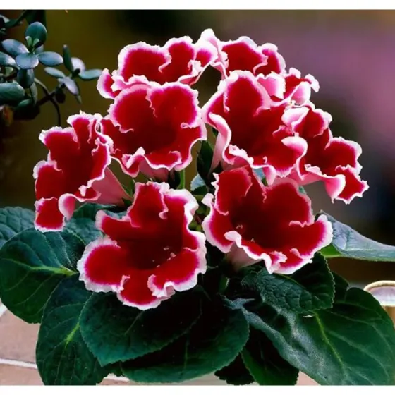 Gloxinia HBM Star Capperline STA Gloxinia Kaiser Friedrich (x1) Тбилиси