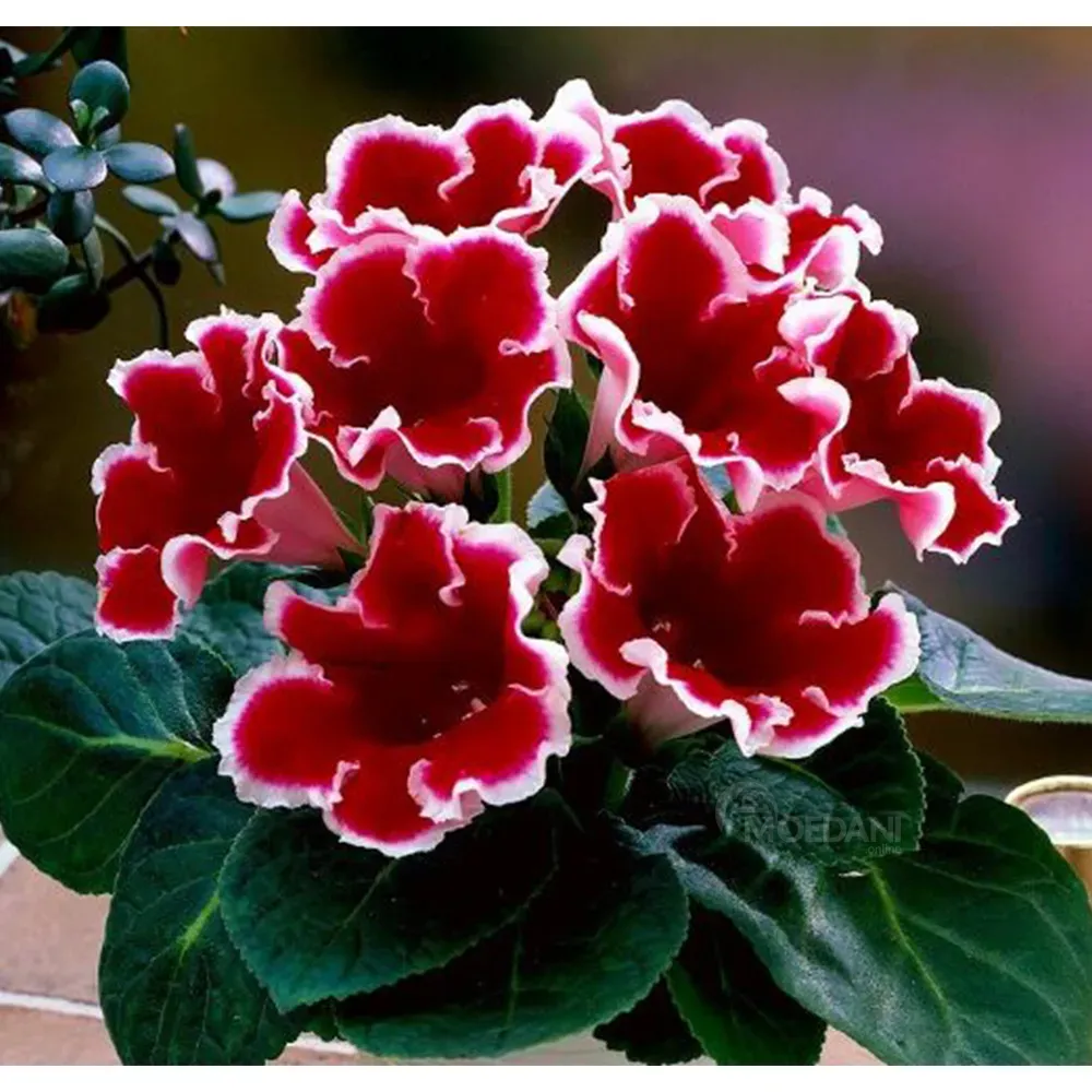 Gloxinia HBM Star Capperline STA Gloxinia Kaiser Friedrich (x1) Тбилиси - изображение 1