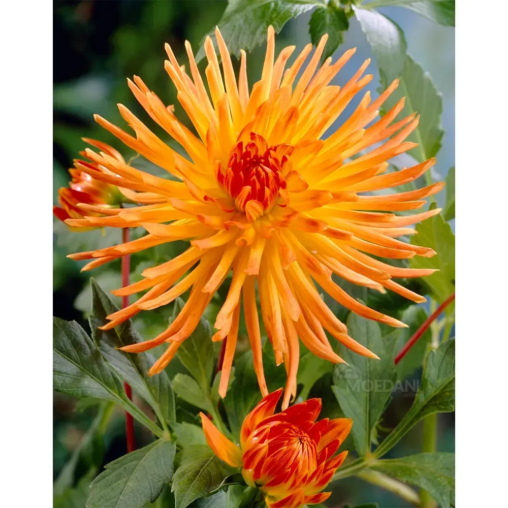 Ბოლქვოვანი HBM Best BUY Capperline BES Dahlia Gold Crown (x1) თბილისი - photo 1