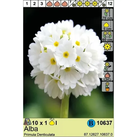 Круглая HBM Star Capperline STA Primula Denticulata Alba (x1) Тбилиси