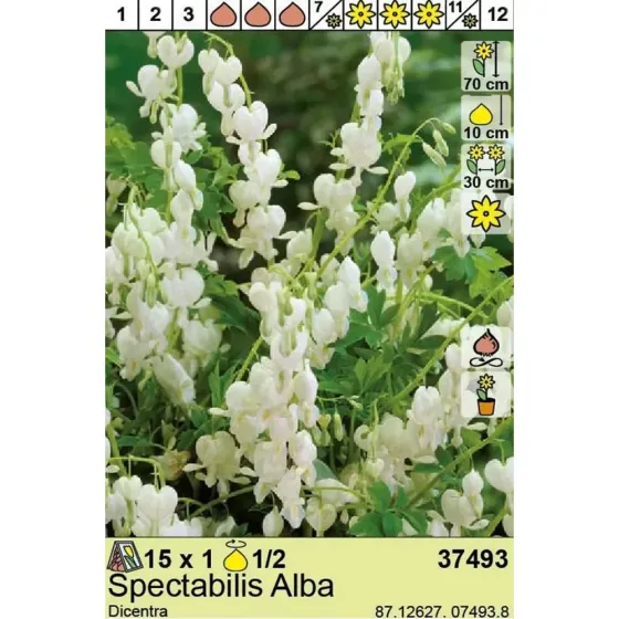 HBM Best BUY Capperline BES Dicentra Spectabilis Alba (x1) Тбилиси