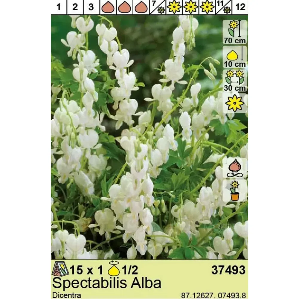 Ბოლქვოვანი HBM Best BUY Capperline BES Dicentra Spectabilis Alba (x1) თბილისი - photo 1