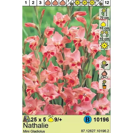 HBM Star Capperline STA Mini Gladiolus Nathalie (x5) Тбилиси