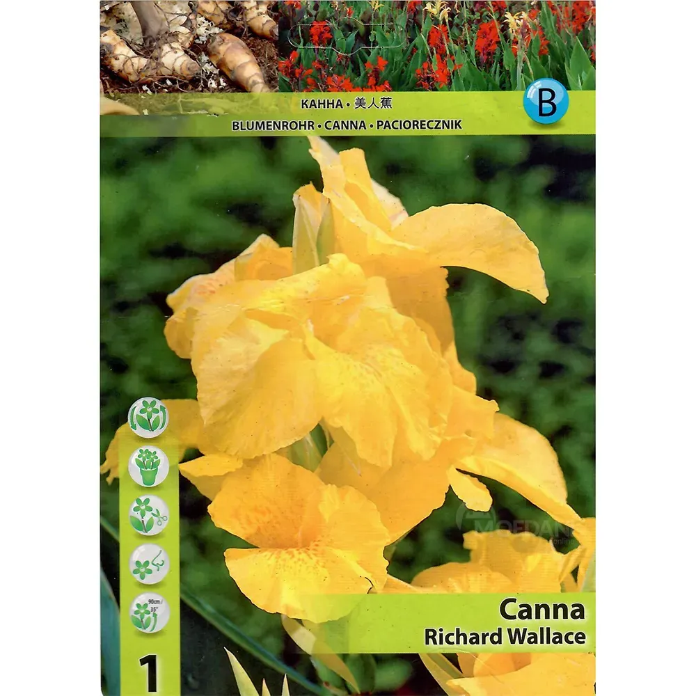 HBM Star Capperline STA Canna Richard Wallace (x1) Тбилиси - изображение 1