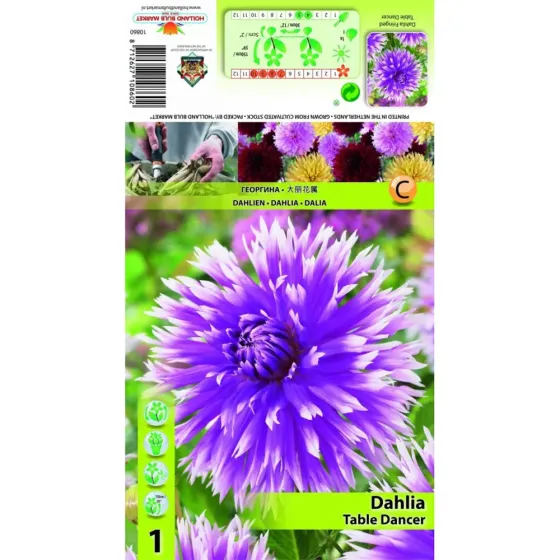 HBM Star Capperline STA Dahlia Table Dancer (x1) Тбилиси