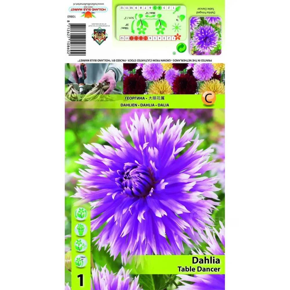 HBM Star Capperline STA Dahlia Table Dancer (x1) Тбилиси - изображение 1