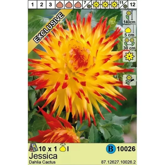 HBM Star Capperline STA Dahlia Jessica (x1) Тбилиси