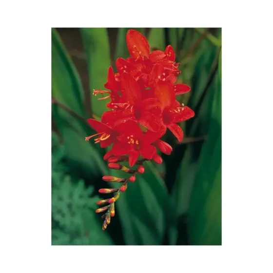 HBM Star Capperline STA Crocosmia Lucifer (x5) Тбилиси