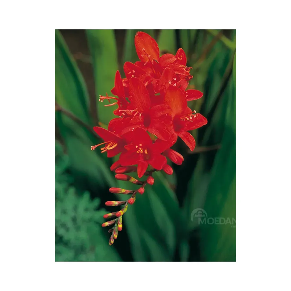 HBM Star Capperline STA Crocosmia Lucifer (x5) Tbilisi - photo 1