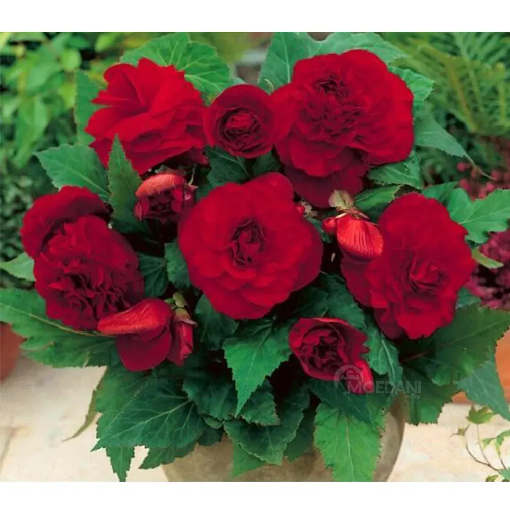 Ბოლქვოვანი HBM Star Capperline STA Begonia Fimbriata Dark Red (x2) თბილისი - photo 1
