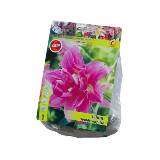 HBM Star Capperline STA Lilium Double Surprise (x1) Тбилиси