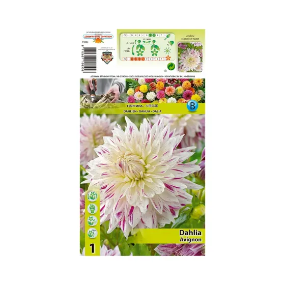 HBM Star Capperline STA Dahlia Avignon (x1) Тбилиси